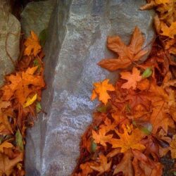 Jodee Markovich