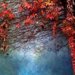 Jodee Markovich