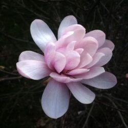 James Anthony Campbell