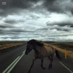 Jon Resnik - 1st Place - Animals