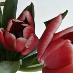 Jennifer Phillips Dilly