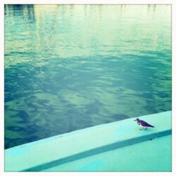 Francesco Simone Savi