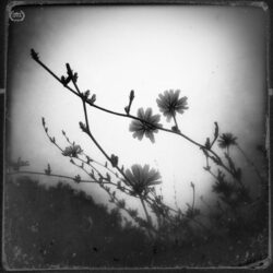 Britta Hershman