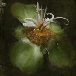 Catherine Restivo