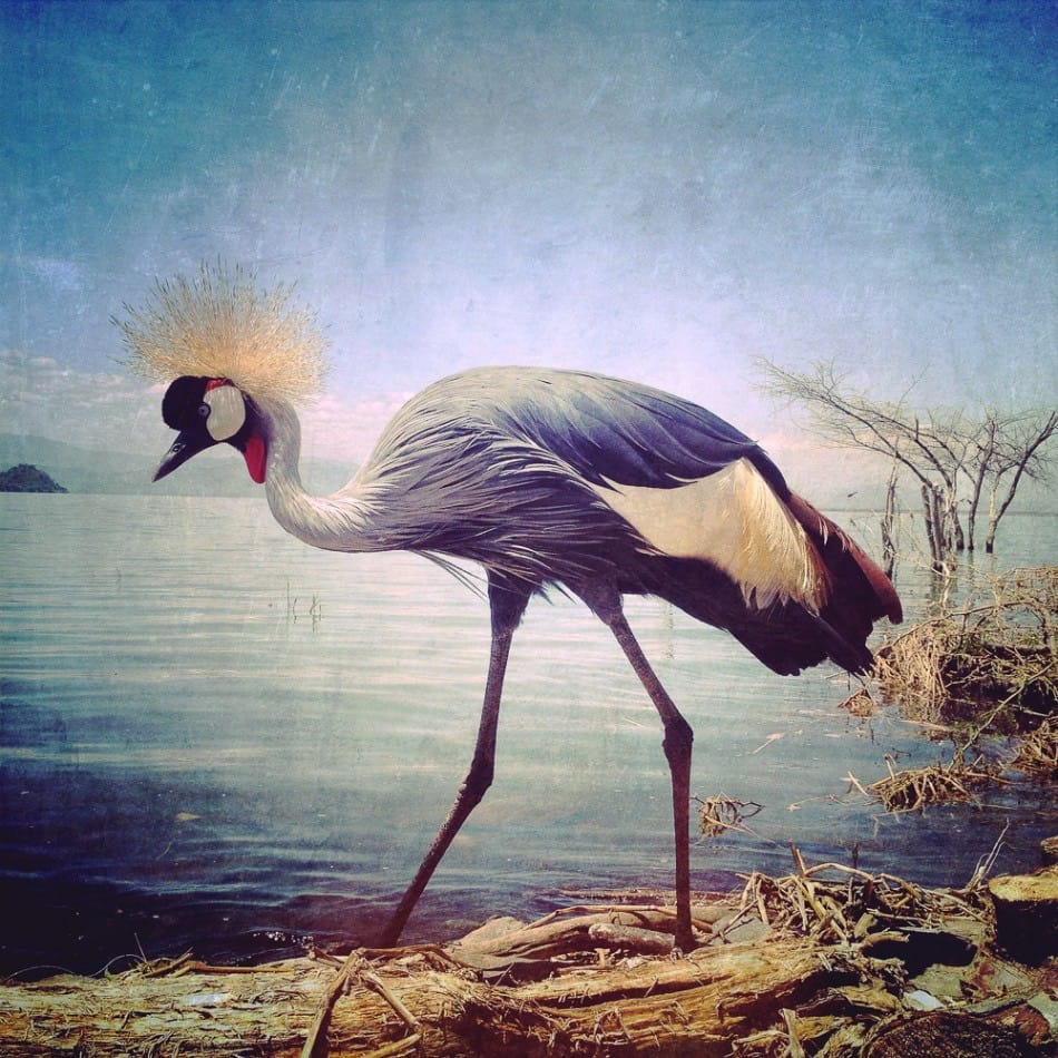 Sephi Bergerson - 1st Place, Animals