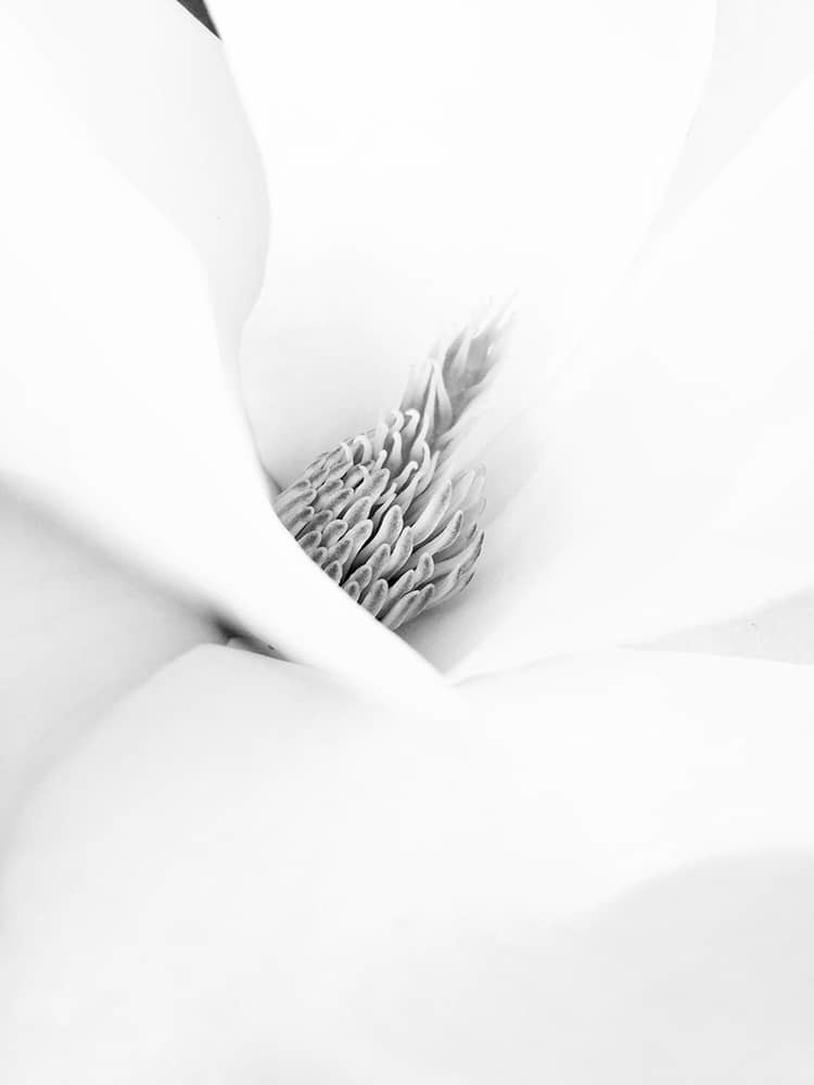 Hongjun Ge3rd Place Floral