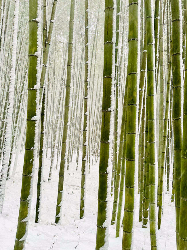 © IPPAWARDS - Mark Sarmiento - Australia