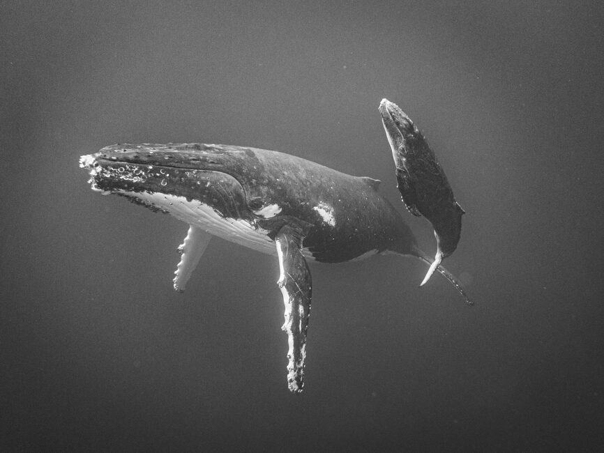 © IPPAWARDS - Jayne Parker - New Zealand © IPPAWARDS - Jayne Parker - New Zealand